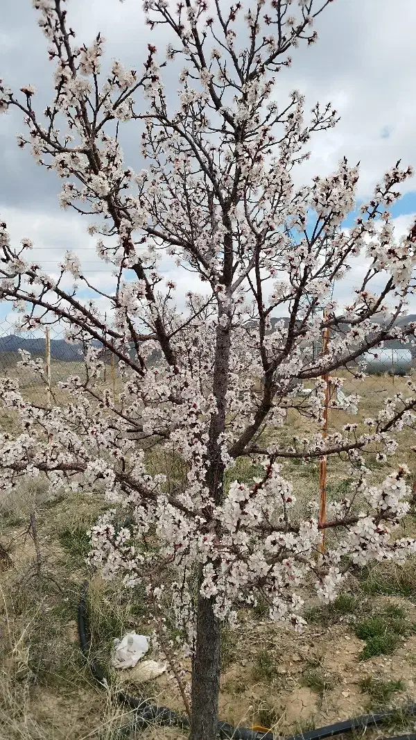 زمین زرنان