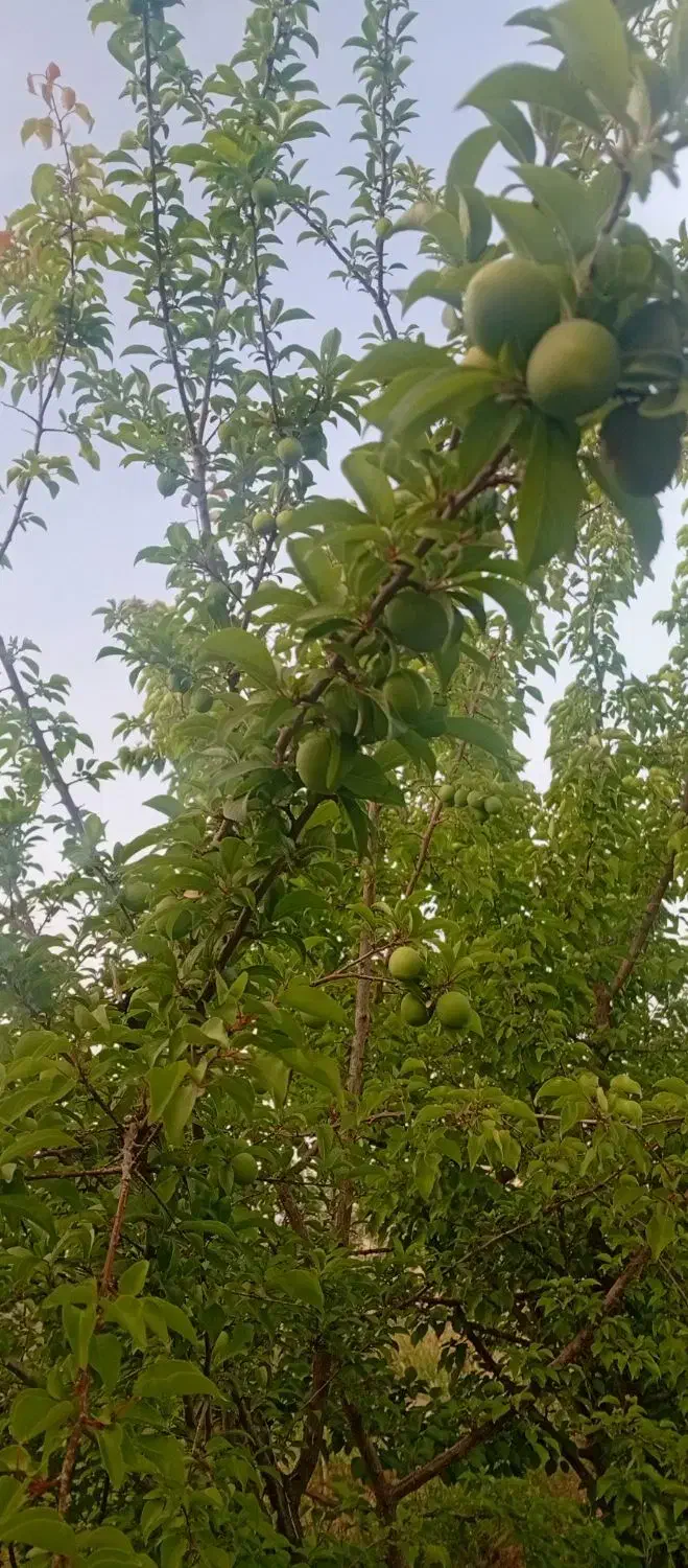 باغچه باغ ویلا 500 متری شاهنامه ارامگاه فردوسی زاک
