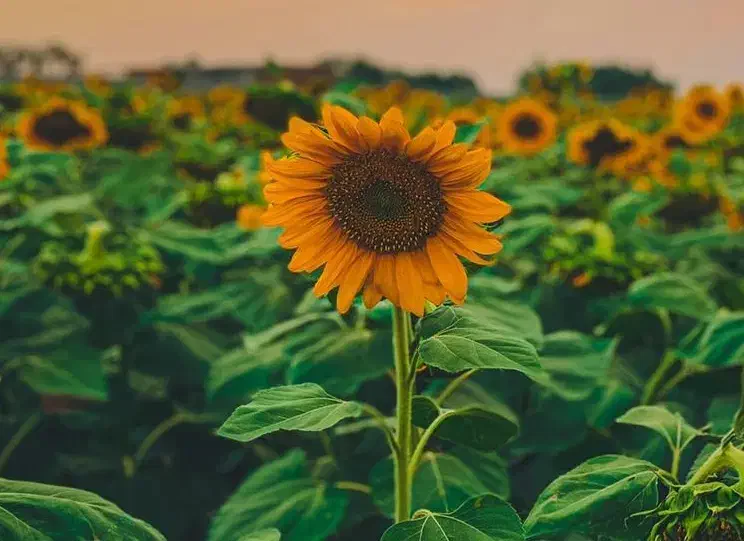 فروش خانه باغ