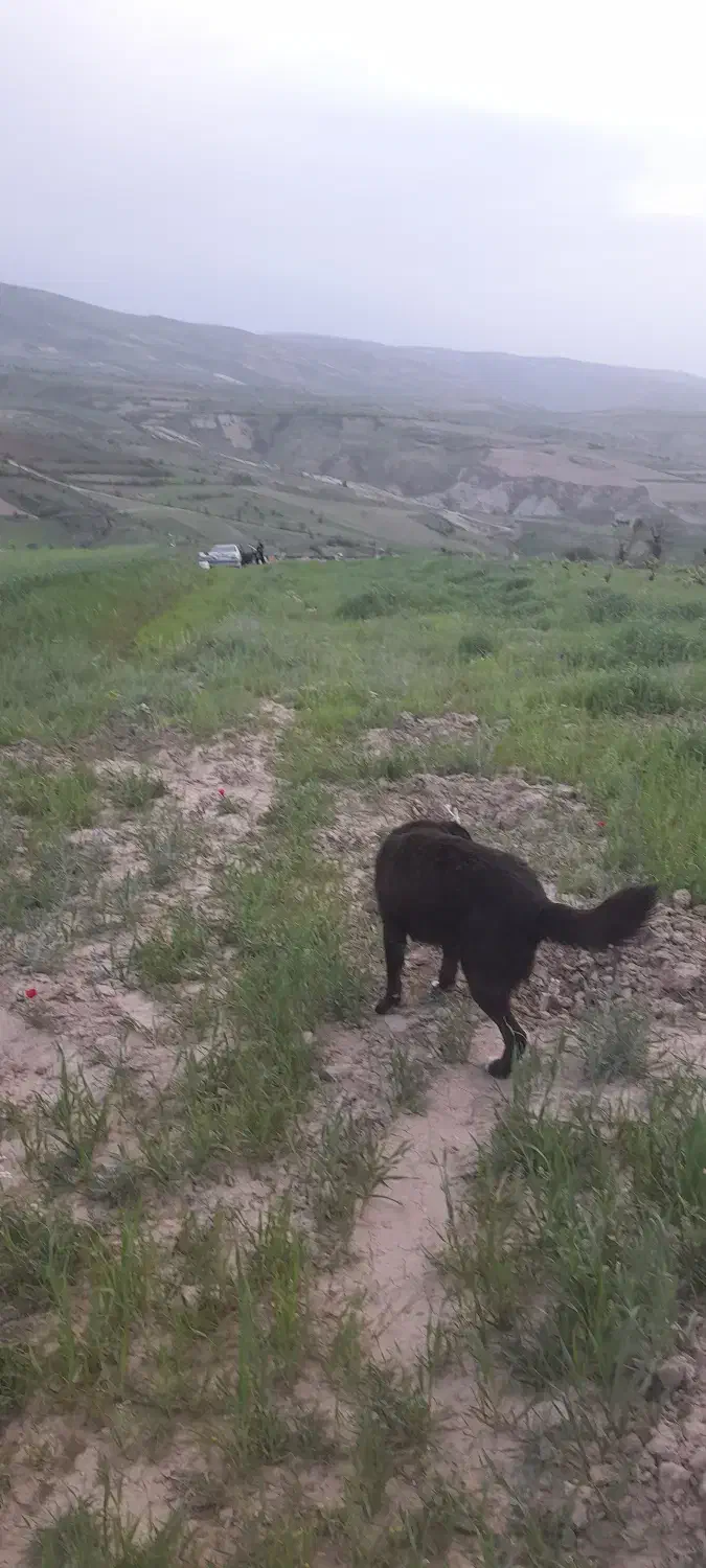 زمین کشاورزی