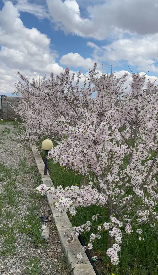 باغ ۵۰۰ متری شبستر دارای اب و برق گاز اب شهری