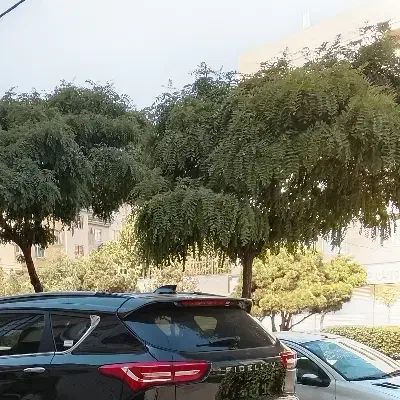 همخونه