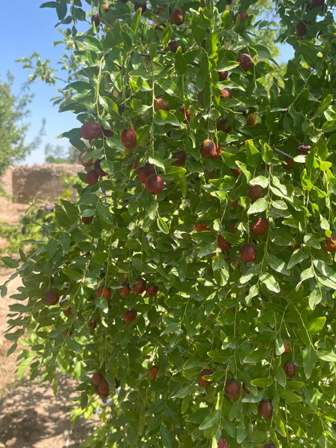 باغ