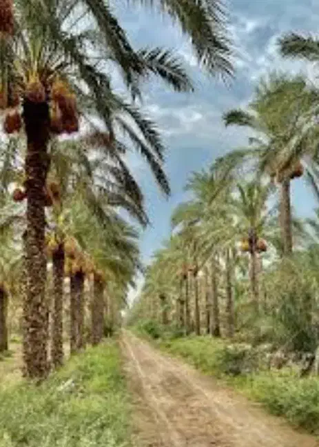 اجاره سه ساله باغ