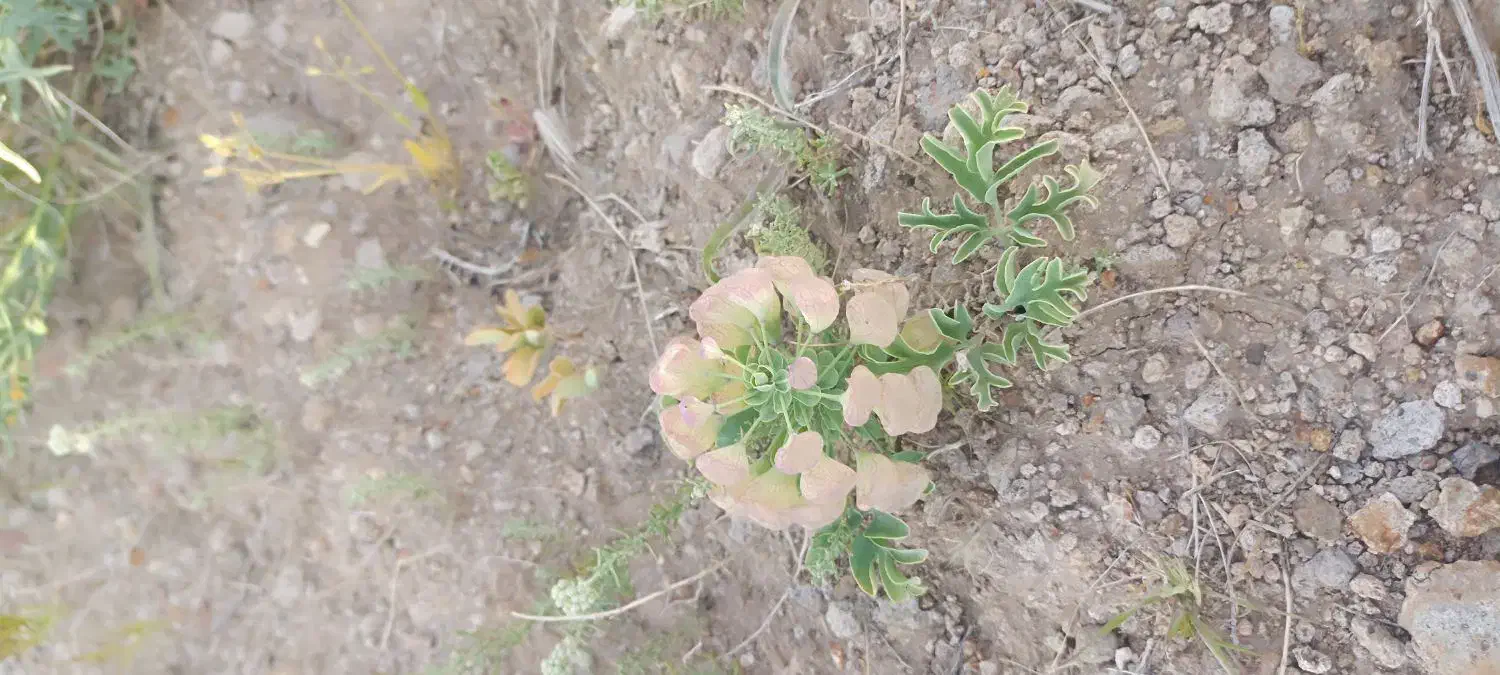 جوپارستان