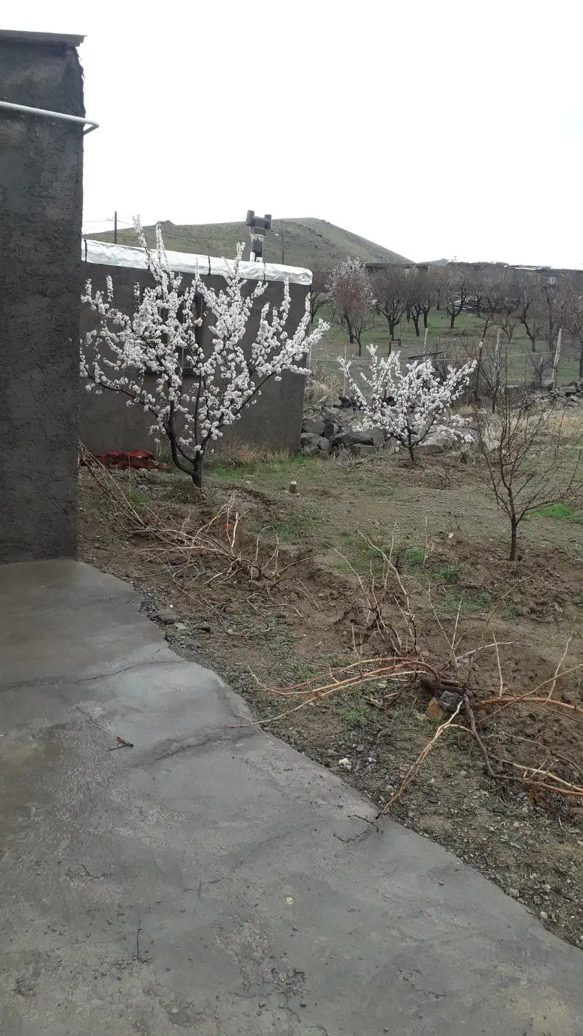 ّباغچه در محدوده داخل چوره ناب
