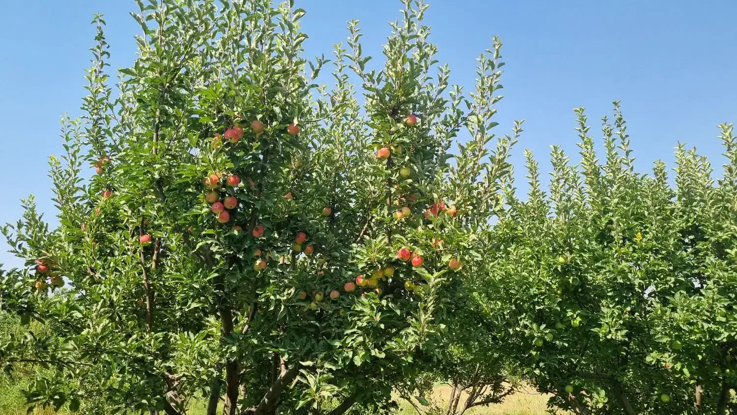 باغ سیب ابوتراب