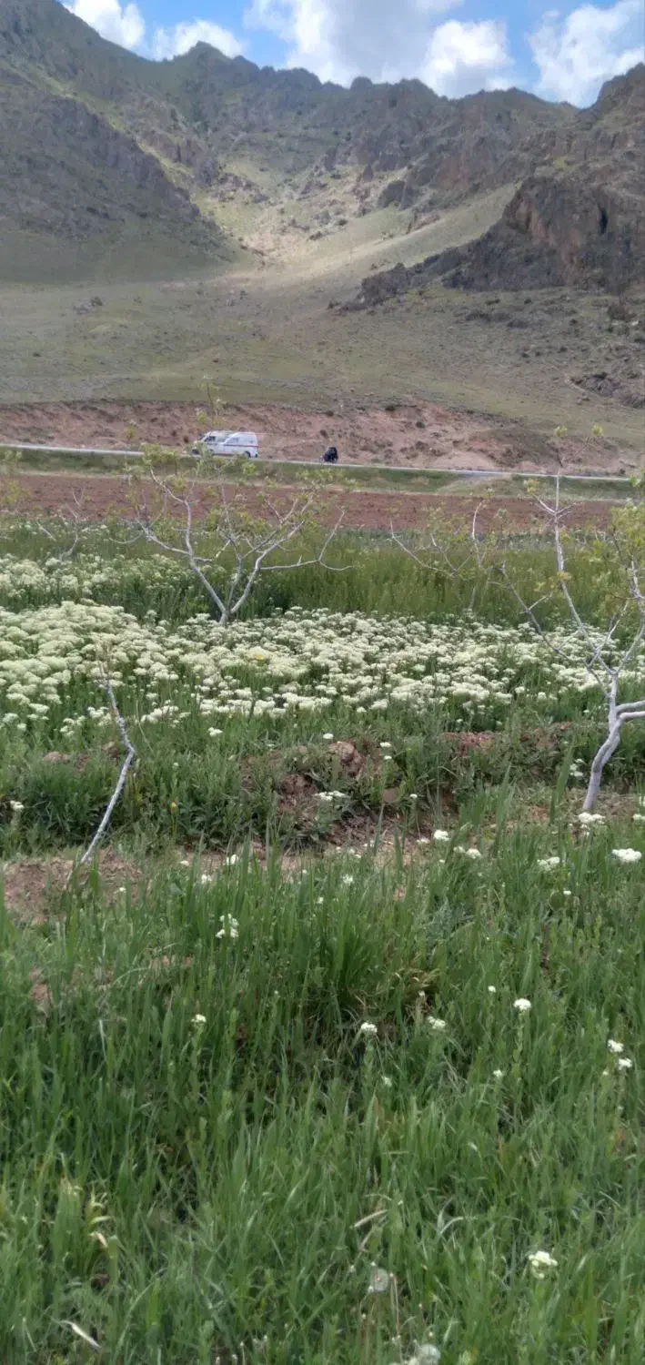 باغ‌پسته‌