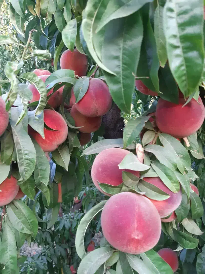 باغ ویلای