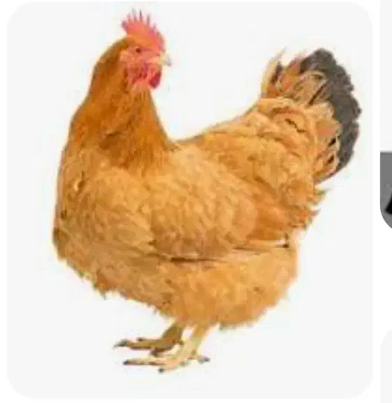 اجاره مرغداری گوشتی