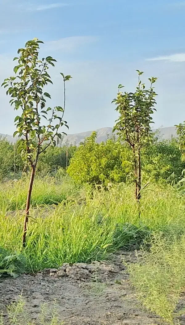 فروش باغ ۱۲۳۲ متری در محدوده فرودگاه