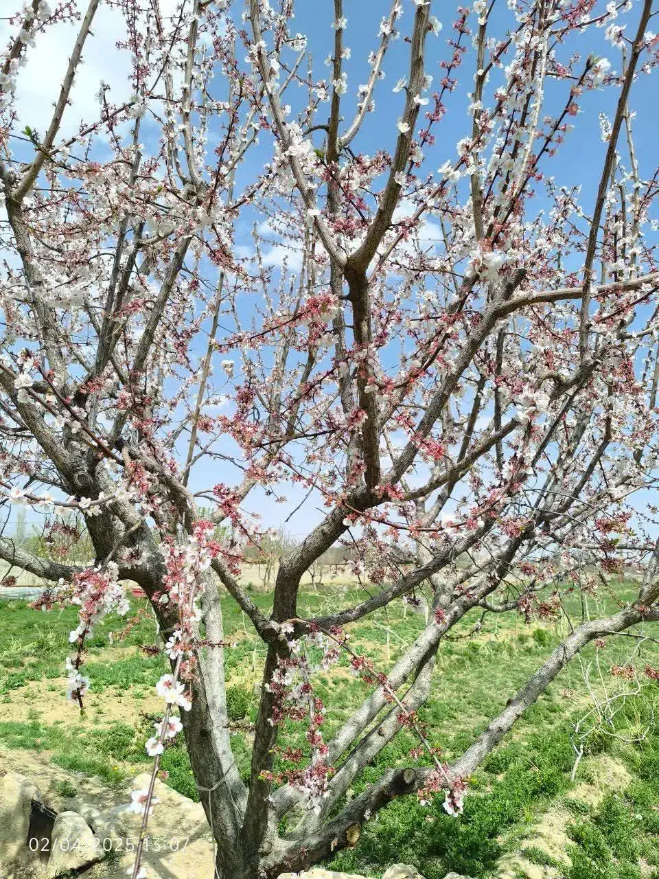 زمین مناسب باغ و ویلا