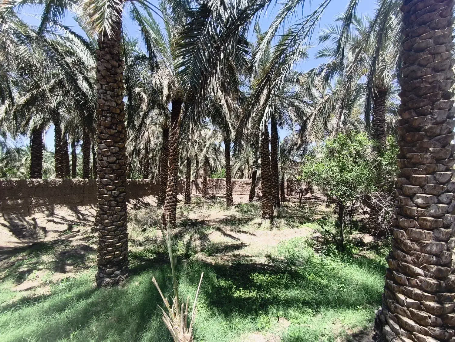 باغ درخت خرما