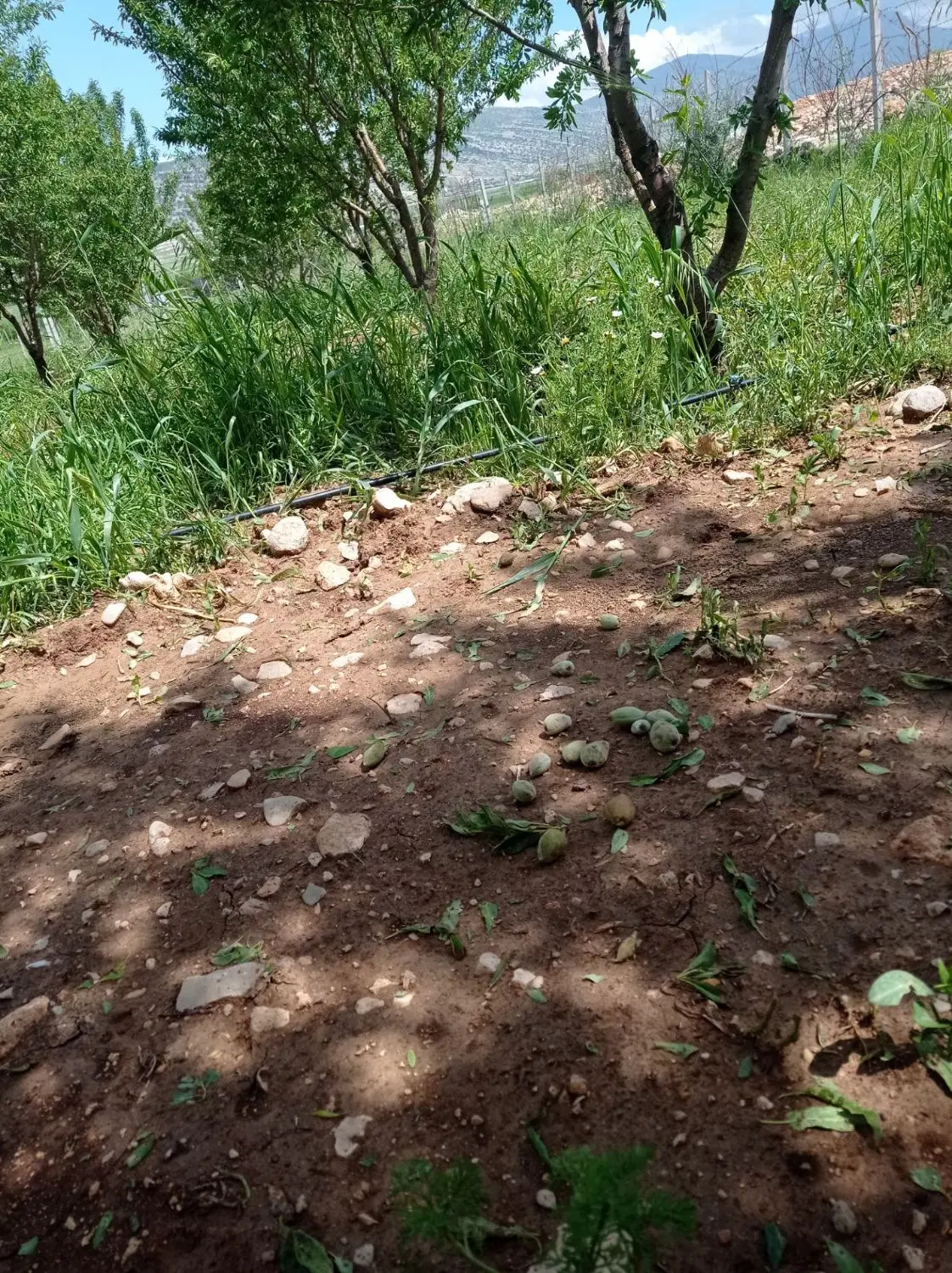 زمین کشاورزی