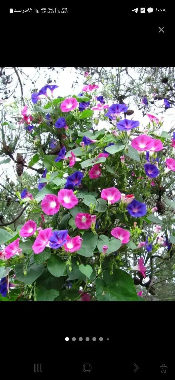 مزرعه شخصی دنج و آینده دار