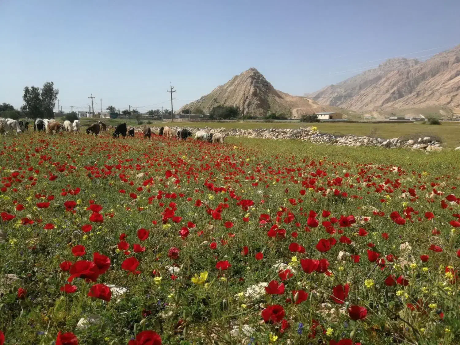 زمین مسکونی تفکیک شخصی