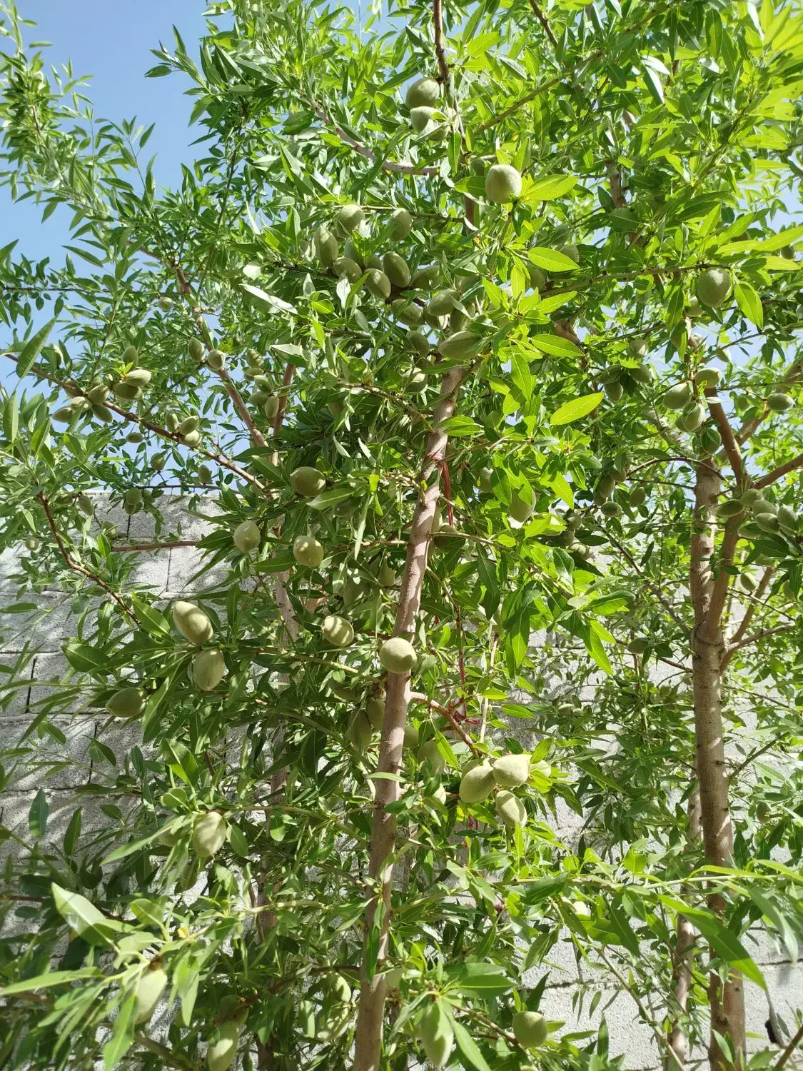 خونه نوساز ویلایی همراه با درختان ثمری در جلیان