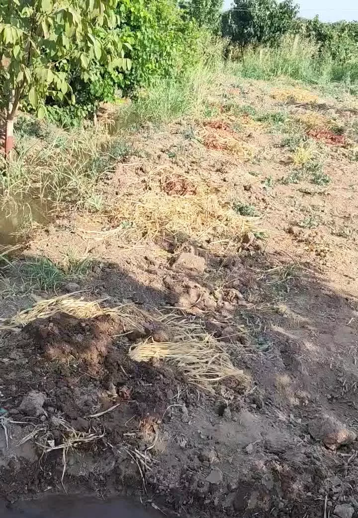 باغ  سند دار