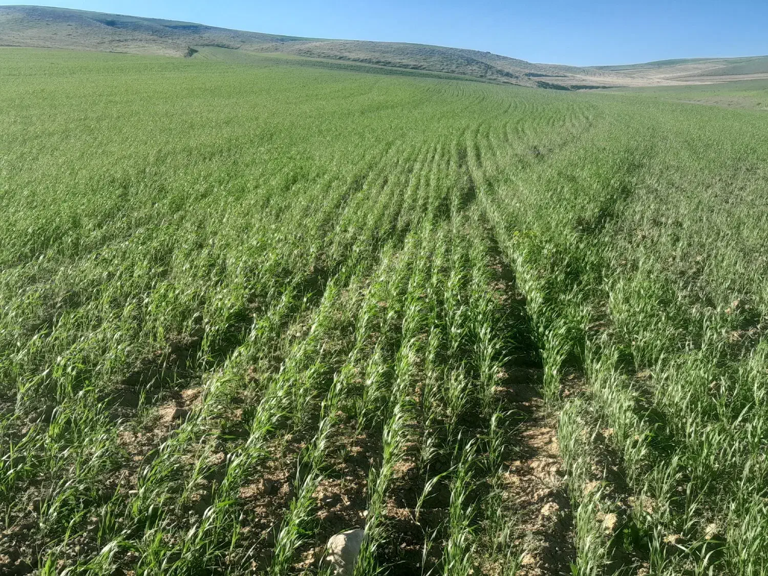 ویلایی
