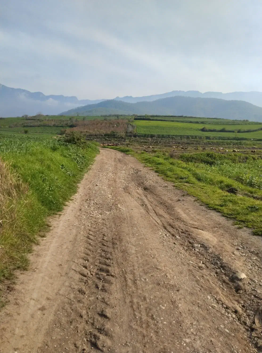 زمین کشاورزی