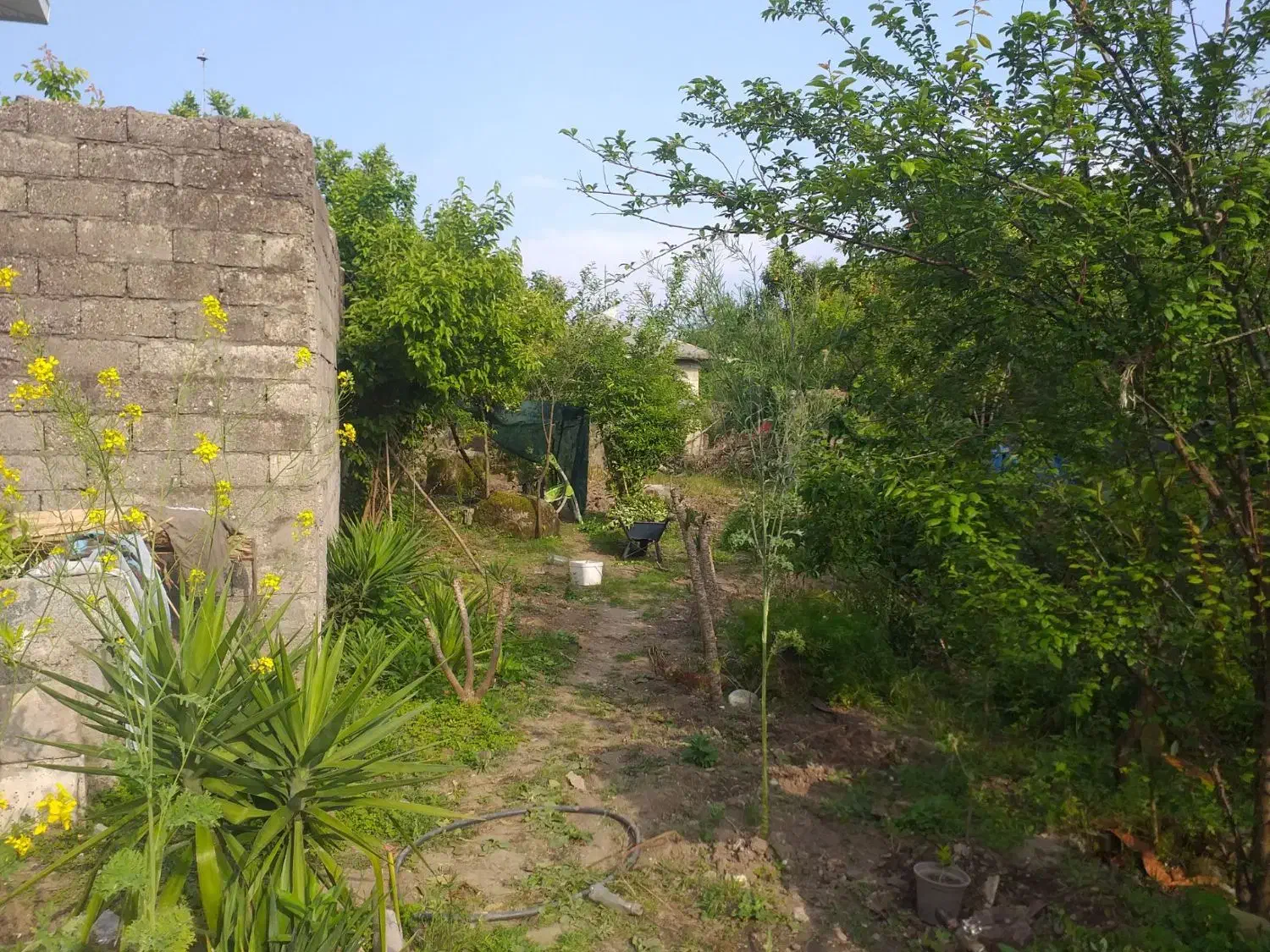 زمین ۹۶۰ متری سه بر + عمارت قدیمی در کلاچای