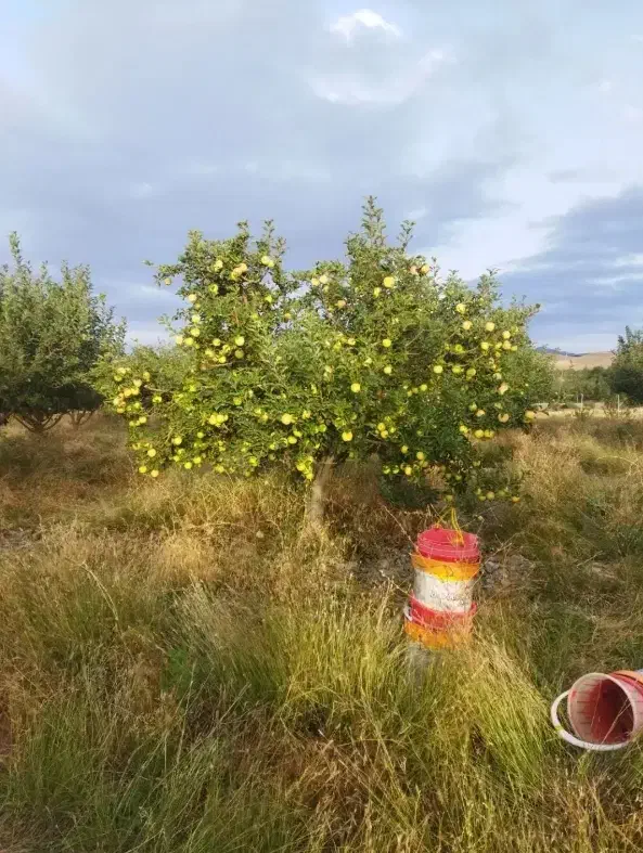 یک قطعه باغ در شهرستان اهر