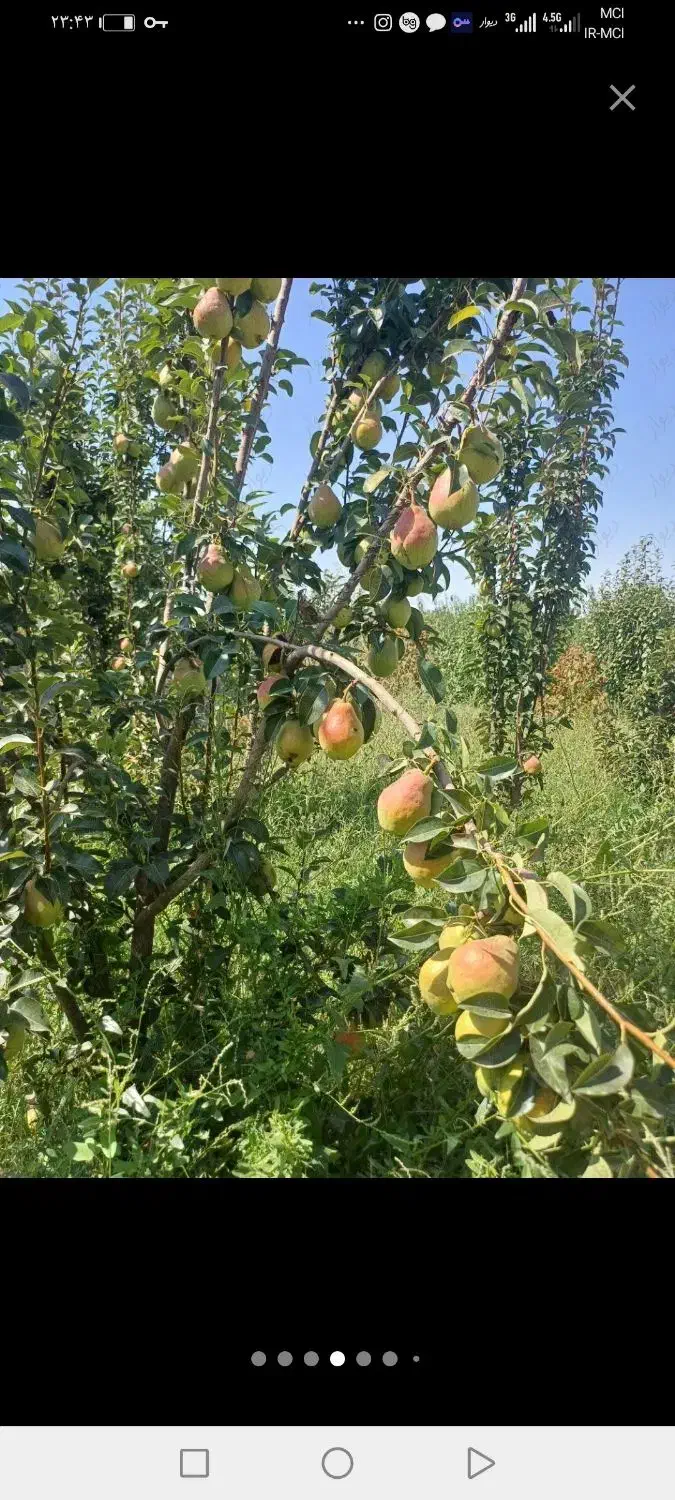 فروش خانه باغ شبسترکافی... شمس