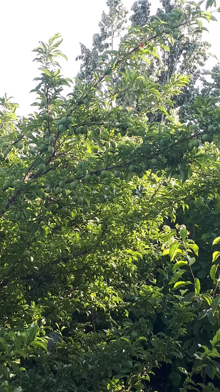 باغ دونبش ۸۵۰ متر اسپیران