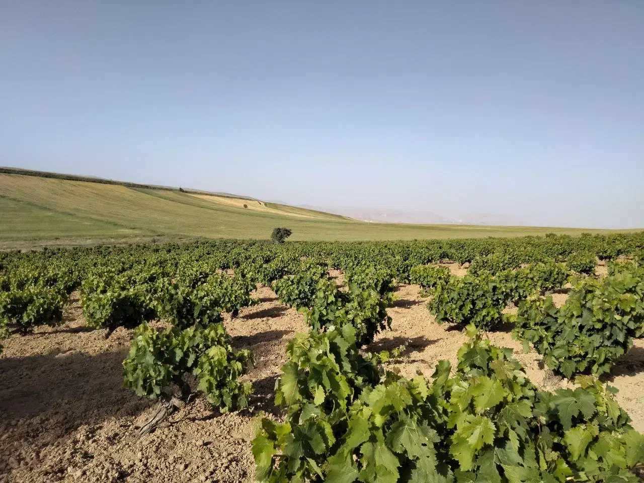 فروش باغ
