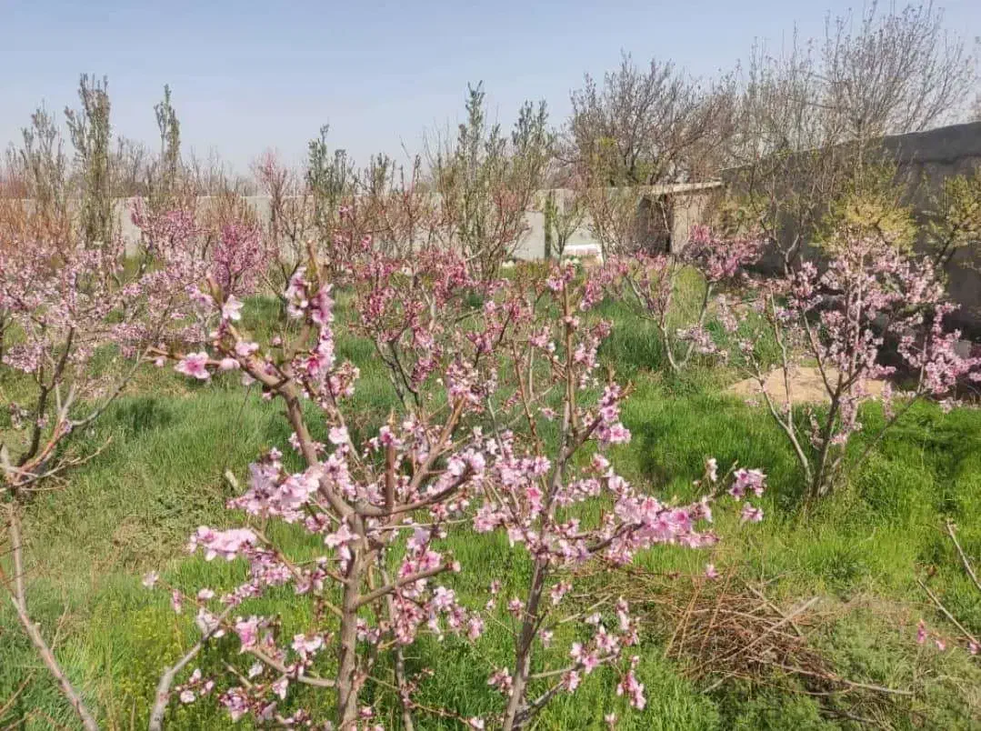 2234 متر زمین کاربری دار