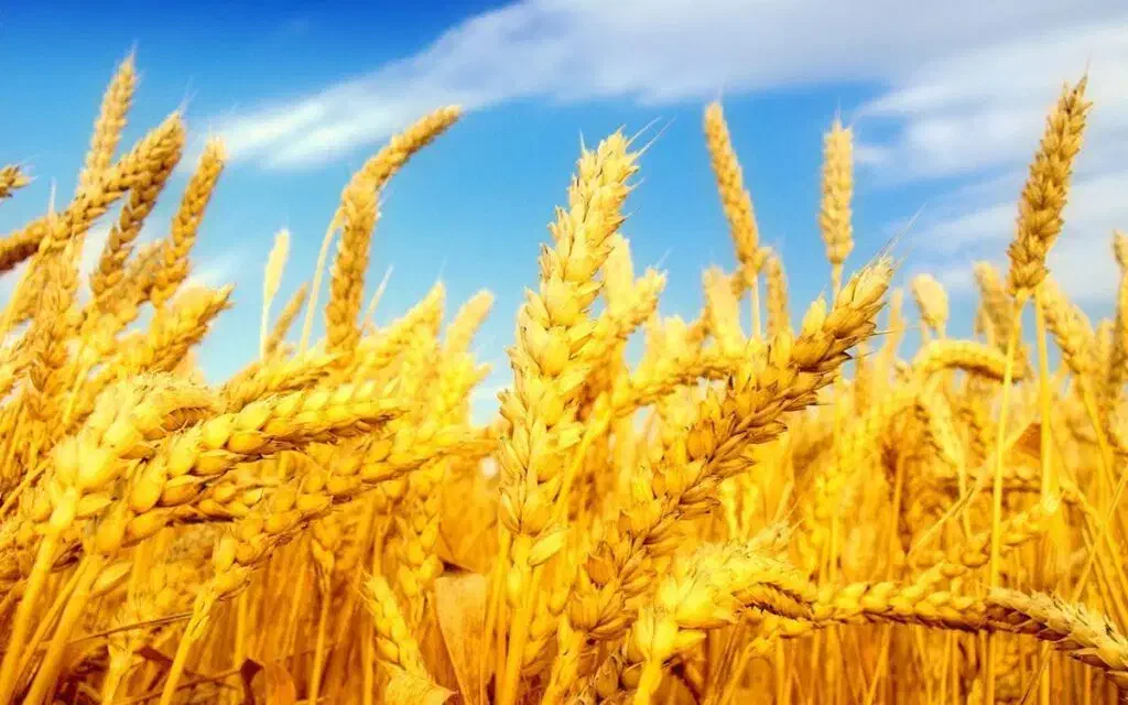 فروش زمین کشاورزی