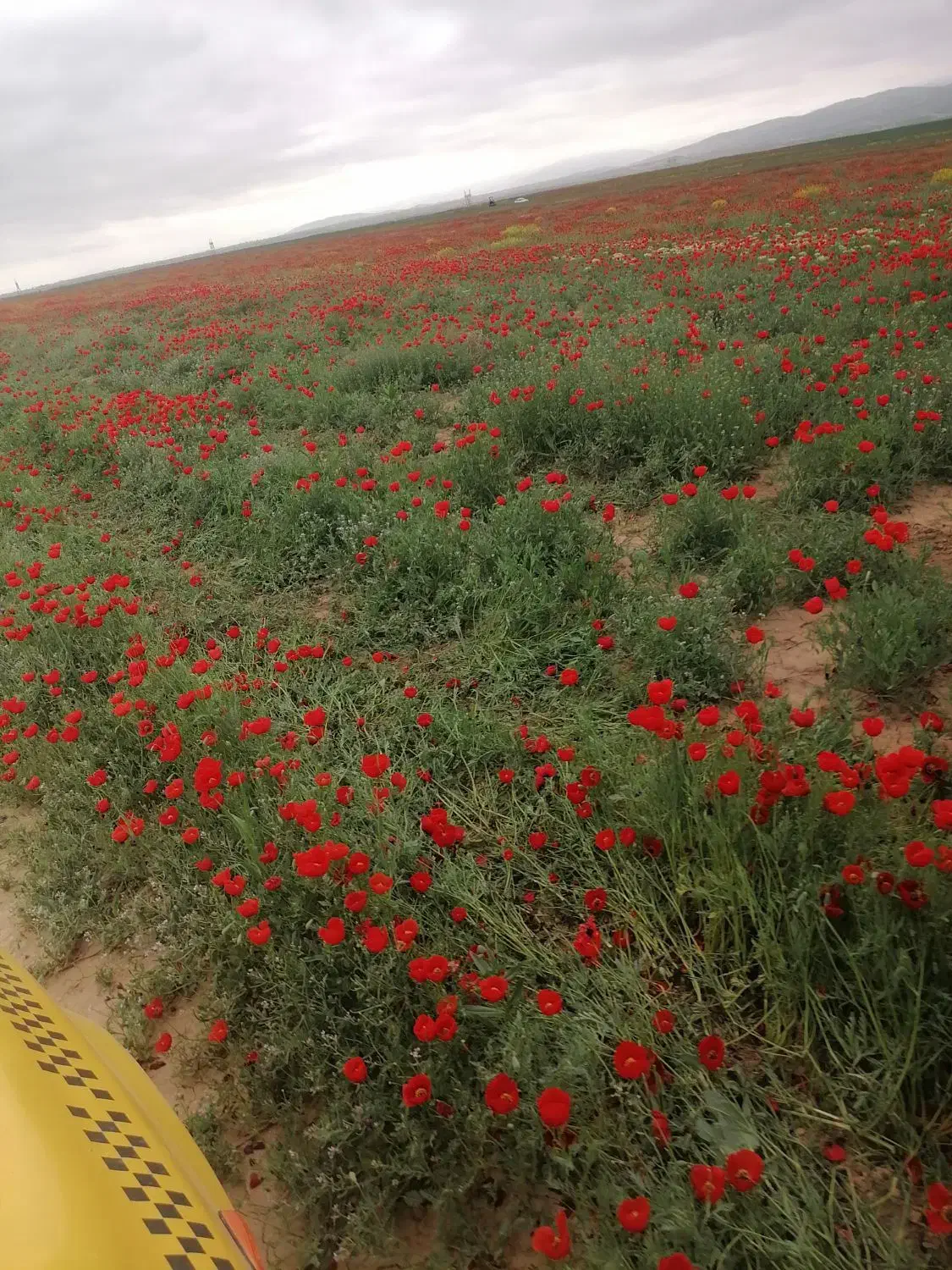 4هکتار زمین دیم کشاورزی در روستای ورگ