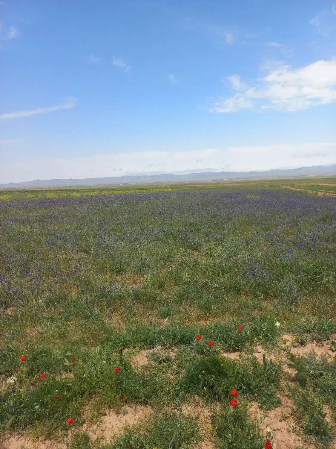 زمین ۷۰۰متری دونبش شمالی هنرستان