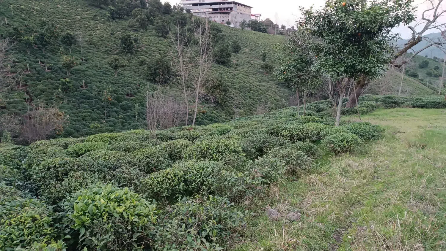 باغ چایی با دسترسی مناسب و قیمت مناسب