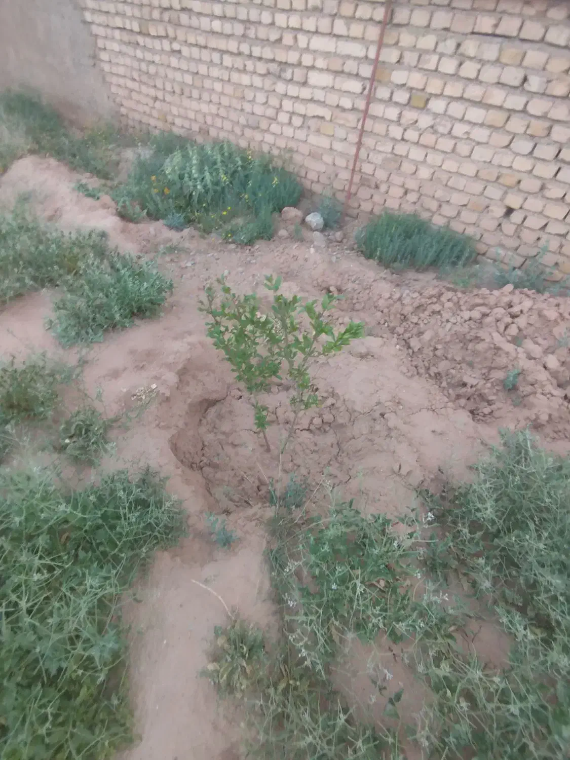 زمین
