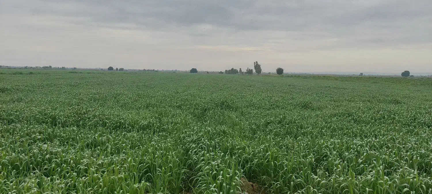 ۳هکتار برای اجاره