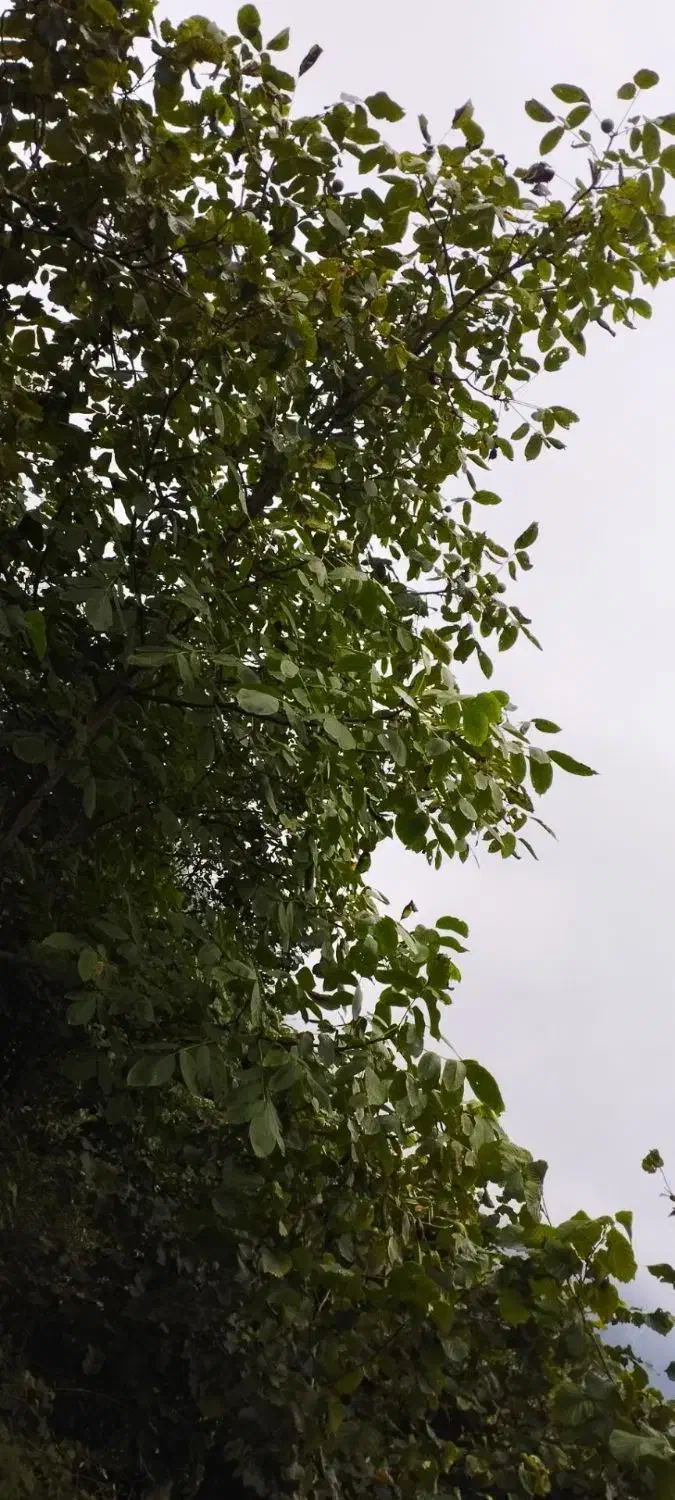 فروش باغ فندق