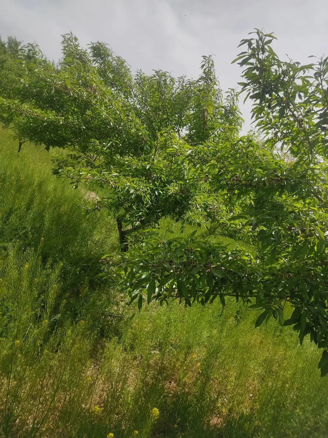 باغ بادام مامایی جوان یک دست باربده شوراب