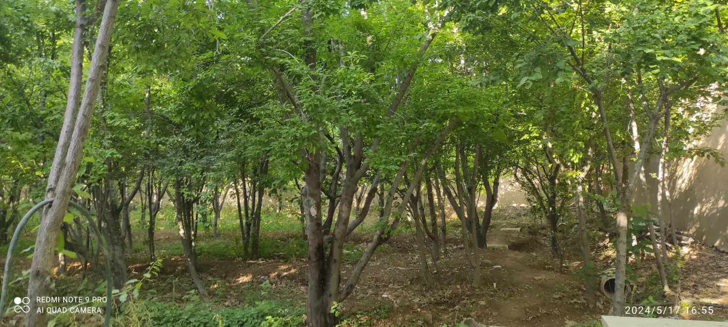 اجاره باغ