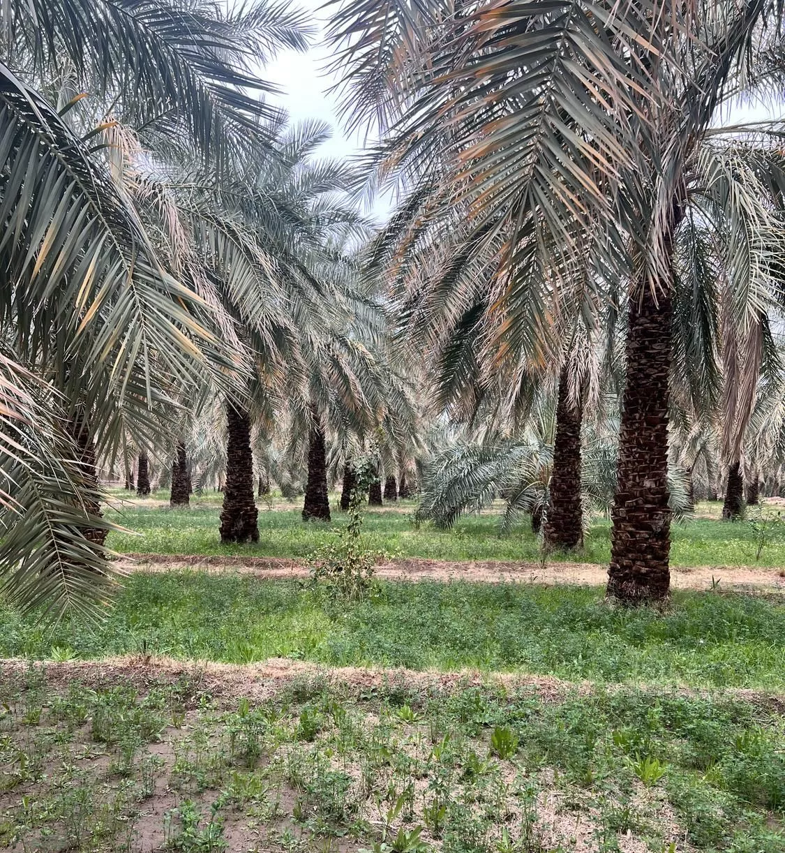 نخیلات م ل ک