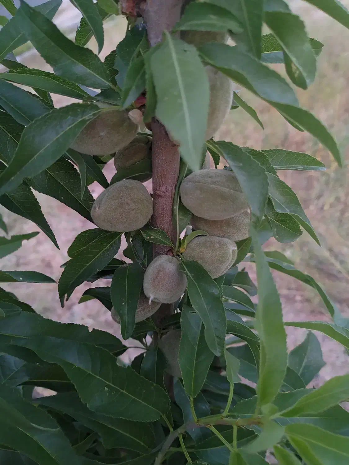 باغ سورگ معاوظه با خوردو