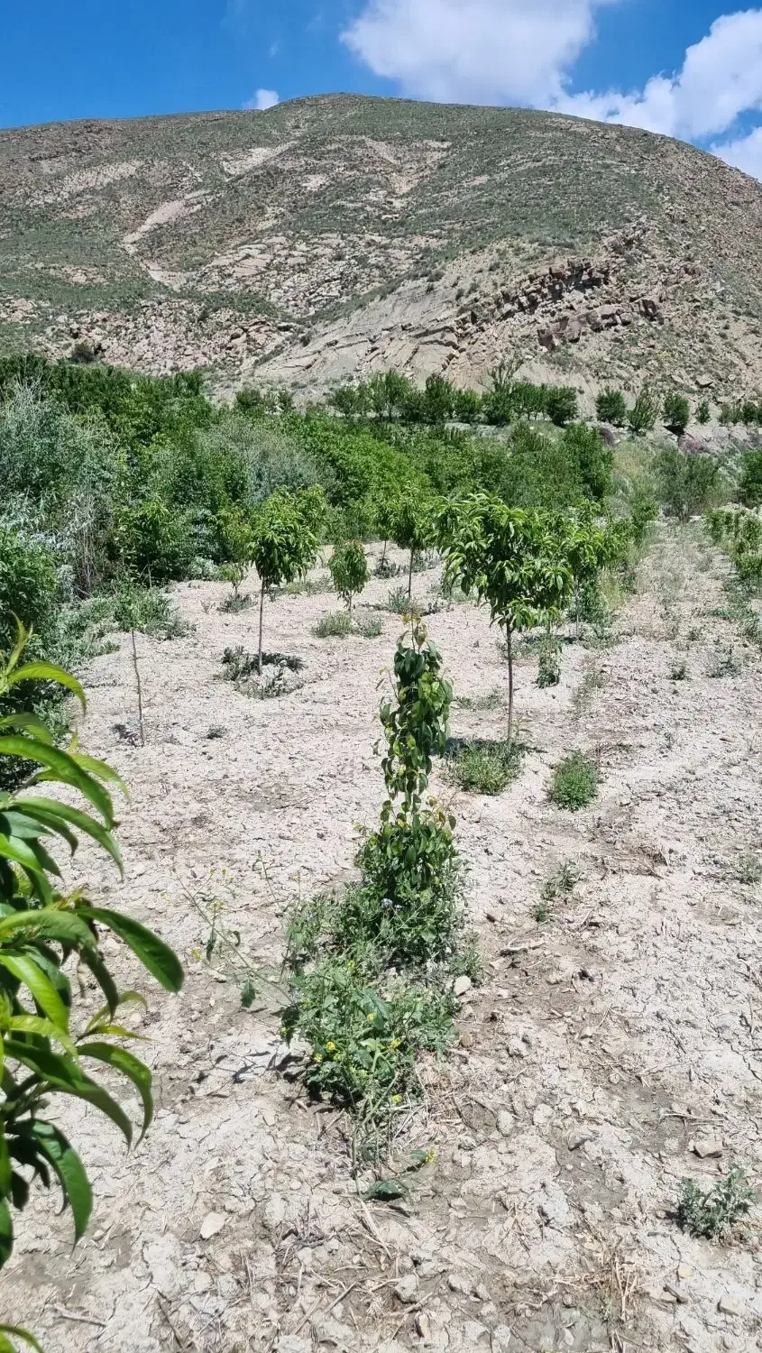 باغ با ساعت اب
