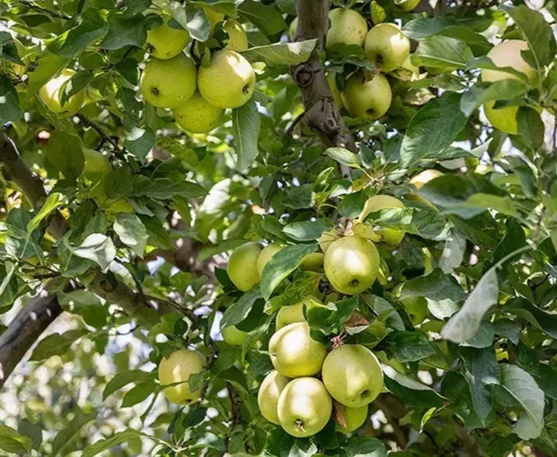 فروش باغچه