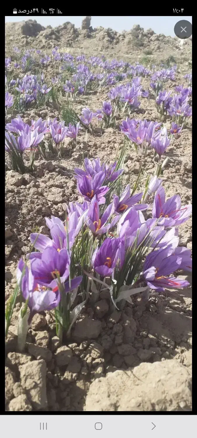 زمین مزایده دادگستری تربت حیدریه