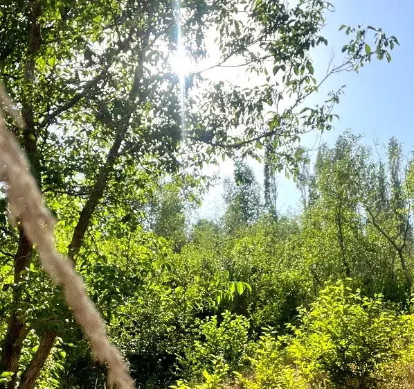 باغ در چای لنبر