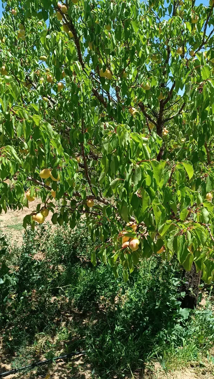 مزرعه نمونه