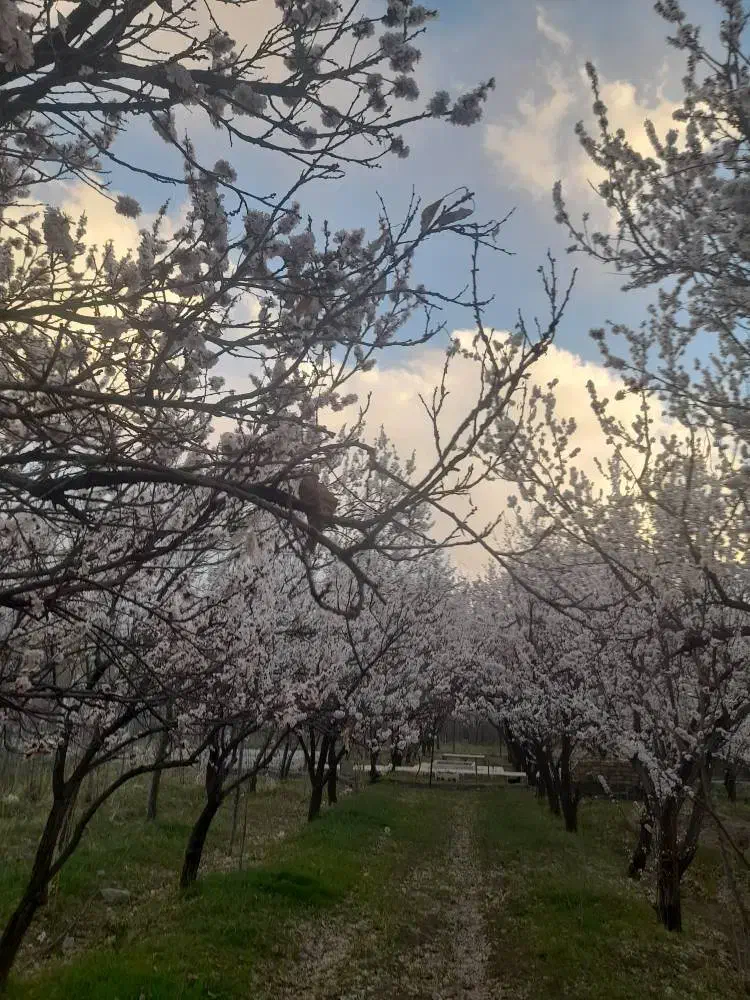 اجاره باغ زرد آلو درشهر ازنا روستای دربند