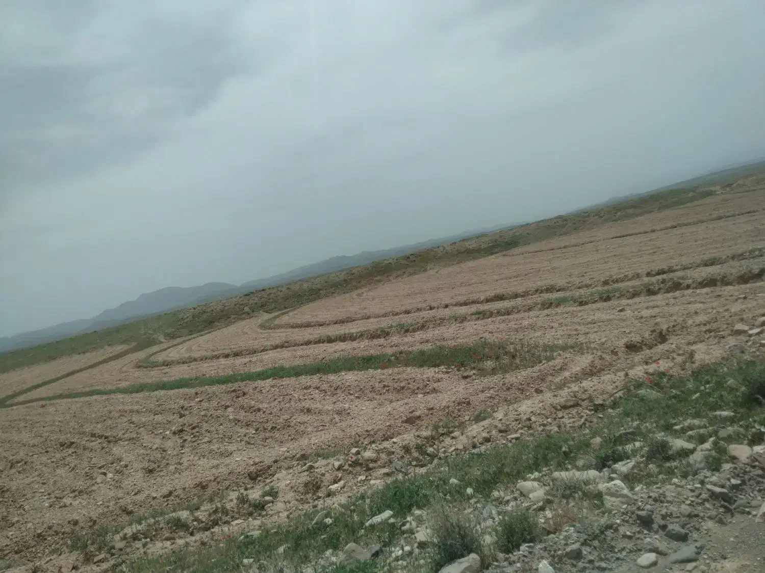 زمین باغی
