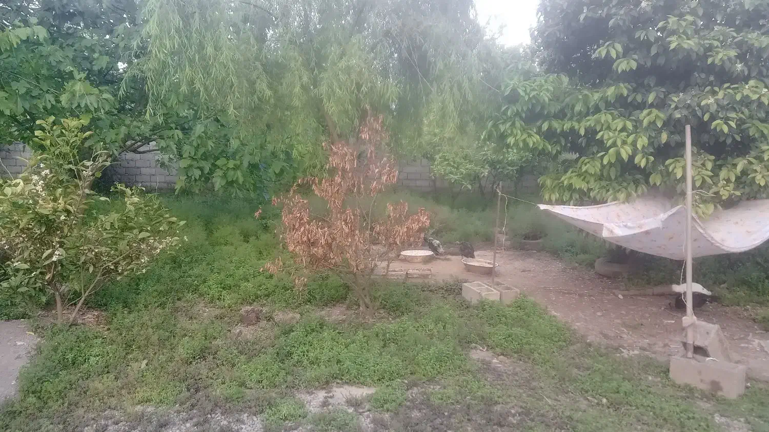 فروش زمین مسکونی درروستای باقلاکش نوخاله