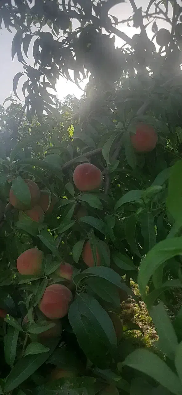 فروش باغ میوه در روستای زیباو گردشگری سوران